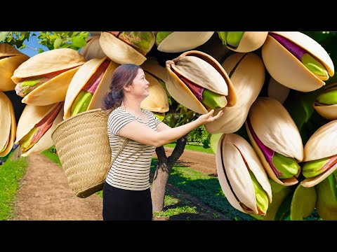 Harvesting GIANT Forest Pistachios - Soft Pandan Cake | Traditional Village Recipe