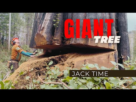 238. 9ft Double Tree | Jacking a Huge Cedar