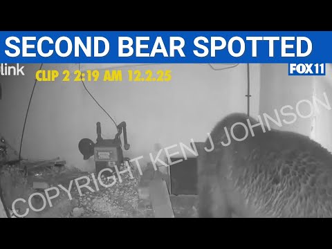 Second bear spotted as Altadena homeowner struggles with crawl-space intruder  | FOX 11 LA