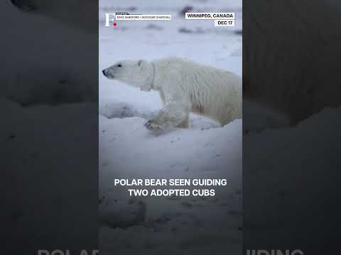 Rare Moment: Polar Bear Mom Adopts Orphan Cub | N18G