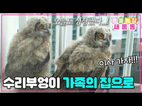 [#새롭동물농장] 더 넓은 세상으로 한 발짝🐾 도시 생활을 끝내고 자연으로 간 수리부엉이 가족의 감동 서사💕 / EP.1223 #TV동물농장 #AnimalFarm #SBSstory