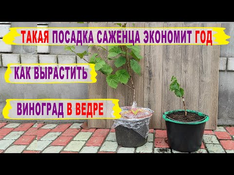 🍇 How to get a GRAPE HARVEST a year earlier. How to plant and grow a seedling in a bucket.