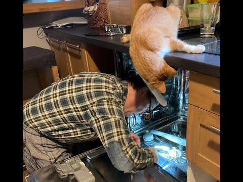 😺 Коты умнее людей! 🐈 Смешные видео кошек и котят - улыбнитесь! 😻