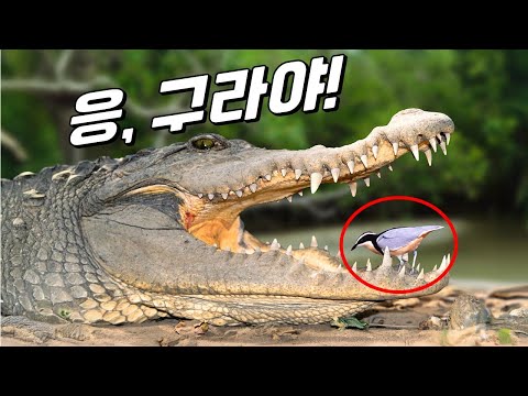 당신이 몰랐던 공생의 진실!(숙주새를 도와주는 뻐꾸기가 있다?｜소등쪼기새의 진실)