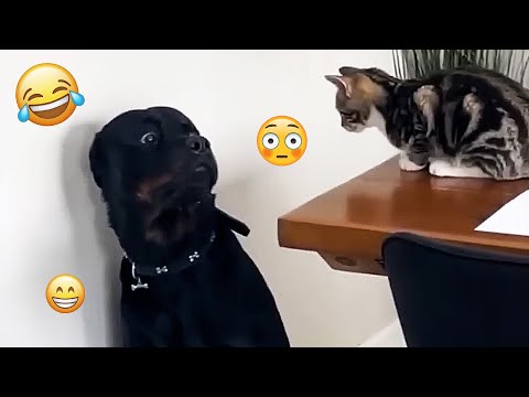 I dare you not to LAUGH at these FUNNY DOGS 😁🦮 - Best Funny Animals Videos 2025 #138