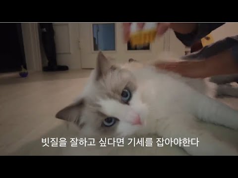 랙돌 육묘 난이도 수준(빗질편)