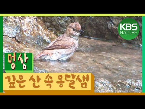 [멍상]#13 환경스페셜 ‘옹달샘, 생명을 적시다’ / KBS 20070627 방송