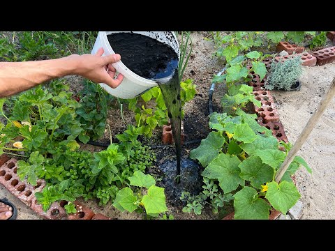 عاوز نباتات وجذور قوية أزهار وثمار كثيفة وكبيرة تربة خصبة بدون آفات! جرب هذا السماد🌿موجود بمنزلك