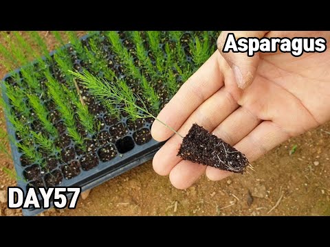 아스파라거스 키우기♥ㅣHow to grow asparagus from seeds