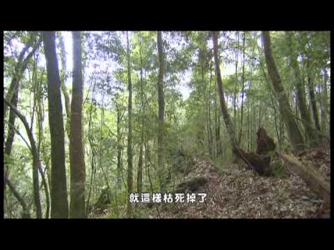 世界遺產－台灣檜木