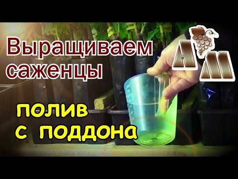 🍇 Выращивание саженцев винограда в емкостях - 1. Как поливать саженцы снизу (с поддона)