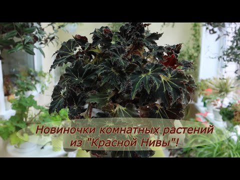 Новинки комнатных растений из садового центра "Красная Нива"!