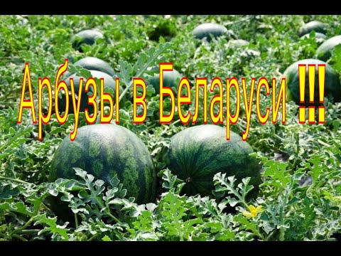 Planting watermelons and melons in open ground in cold climates.