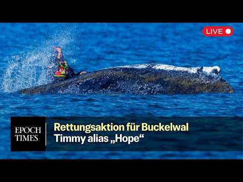 Rettungsaktion für Timmy-Hope: Wal liegt tiefer im Wasser - Niedrigwasser erschwert die Rettung