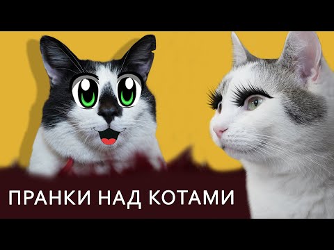 СМЕШНЫЕ РОЗЫГРЫШИ ДЛЯ КОТОВ ! ЛУЧШИЕ ПРИКОЛЫ с КОТАМИ ! 13 Пранков и ИДЕИ ДЛЯ РОЗЫГРЫША пары друзей