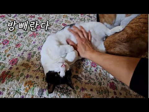 냥이들 살고 있는 집이 계약 만료 되었다