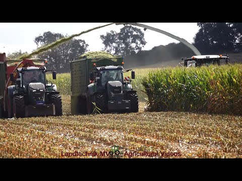 Claas - Fendt - Hawe - Cat - Iveco / Maissilage - Silaging Maize