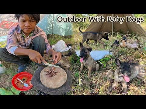 Outdoor Adventure Tent Camping With Baby Dogs On The Mountain.