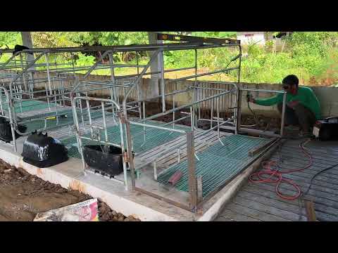 Floor Curing of Nursery | Piglets Fence Fabrication!