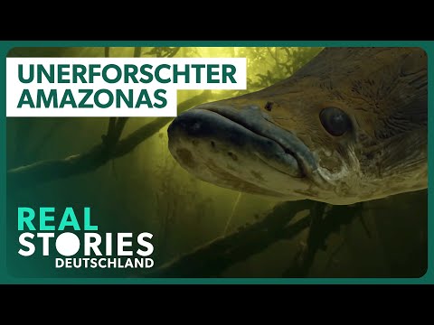 Wilder Amazonas: Wer lebt im größten Regenwald der Welt?