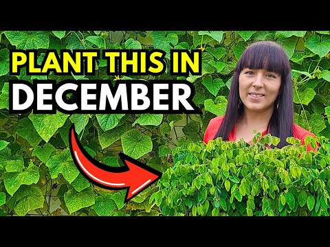 What You MUST Plant in December! Cold & Warm Climate Guide