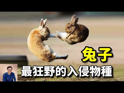 撕咬毒蛇，同類相食！3年生5萬只後代，世界百大入侵物種——兔子【老肉雜談】#動物 #寵物 #兔子 #野兔 #rabbit