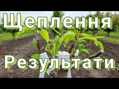 Do you do the same? Grafting trees in April.