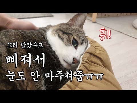 꼬리 밟아서 삐진 고양이 달래주기가 이렇게 어려울 줄이야..