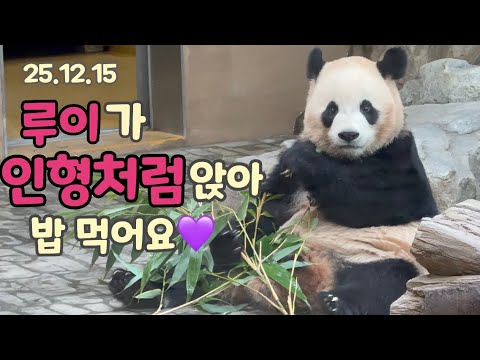 251215 루이 앉아있는 모습이 인형 그 자체💜🧸