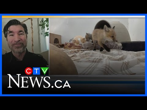 What to do if you spot a fox