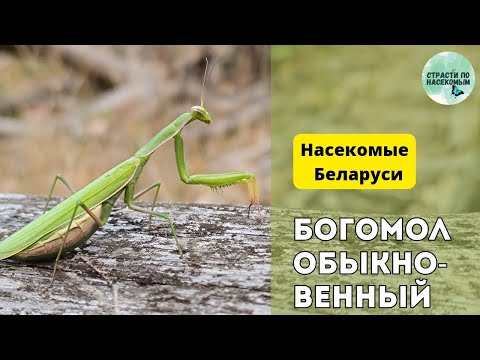 Богомол обыкновенный: образ жизни, содержание и разведение в домашних условиях