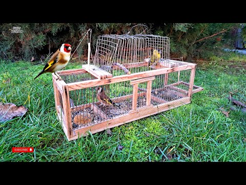 2 ПТИЦЫ сразу. Жаркий день, скоро снег. ЩЕГОЛ. #птицы #щегол