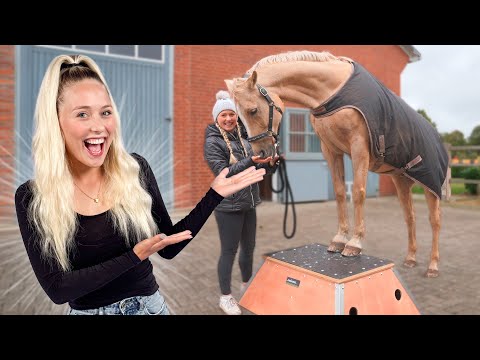 HERBST-VLOG: Wir bauen das neue PODEST auf!