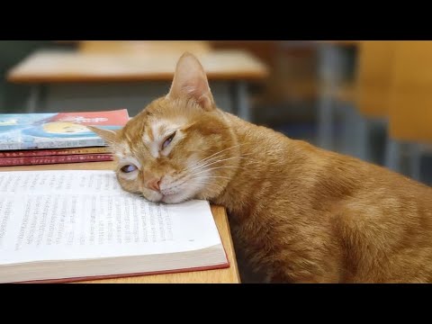 I Can’t Stop Laughing Watching these Cats Being the Biggest Drama Queens 😹