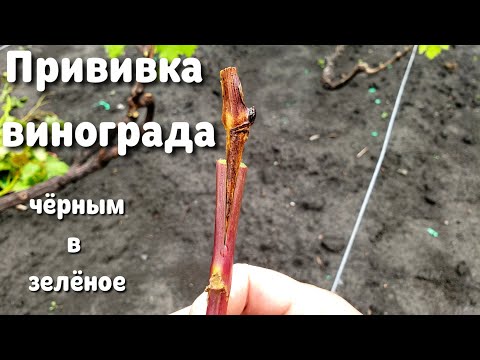 Прививка винограда. Как привить легко? Весенняя прививка винограда