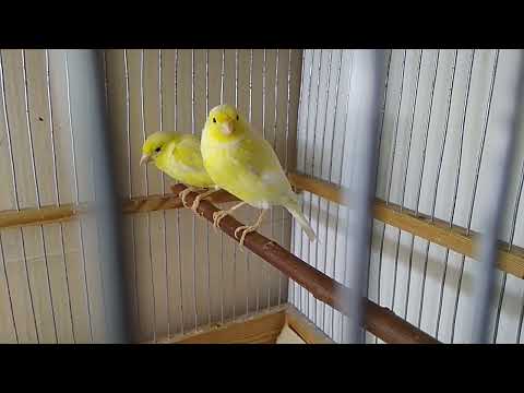 Как определить возраст канарейки.