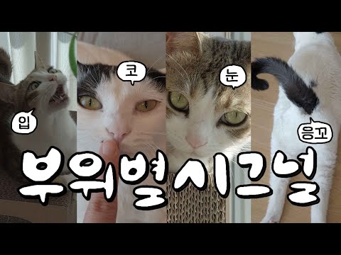 A cat's whole body signal of 'I'm sick'😿