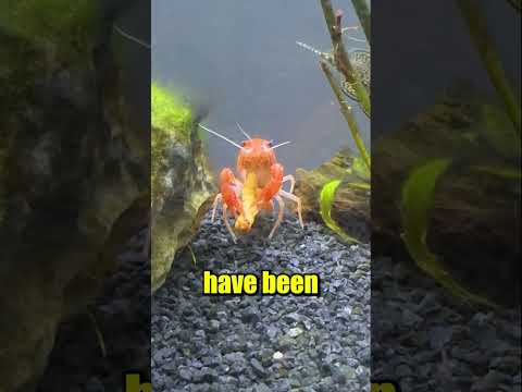 Crawfish Grows new Leg