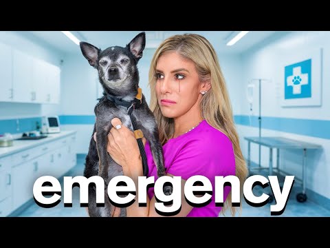 I Can’t Believe THIS happened to Our DOG