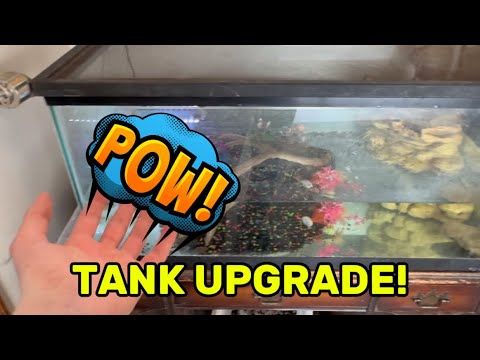 Saving my Kio from Fish eating TURTLES!!