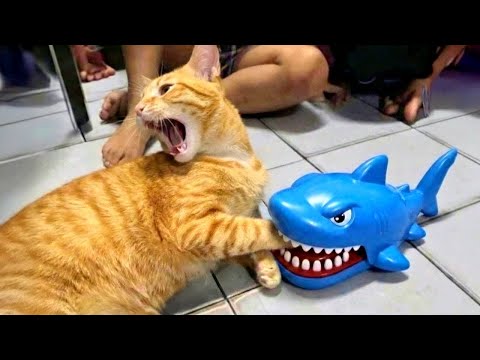 When God Gifts You a Comedian Cat 😂 Funny Cats and Humans