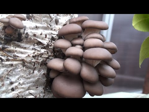 HOW TO GROW MUSHROOMS IN HOME CONDITIONS FROM CULTIVATION OF MYCELIUM TO HARVEST.
