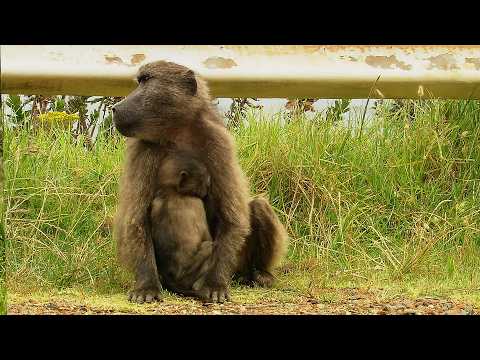 Inside a Baboon Power Struggle (4K Documentary)