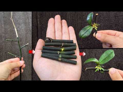 How to Propagate Orchids from a Flower Spike (3-Month Results)