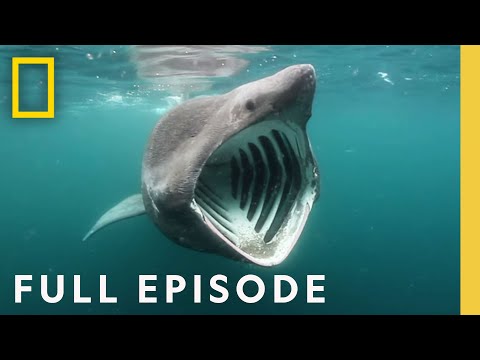 Shark Attack: Jaws Invasion SPECIAL (Full Episode) | Jaws Invasion