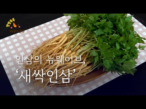 [방방 콕콕 제철이 간다] 인삼의 뉴웨이브, ‘새싹인삼’