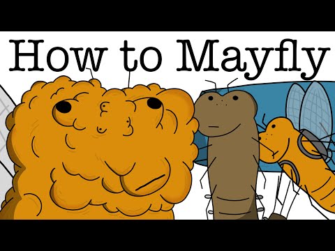 Your Life as a Mayfly