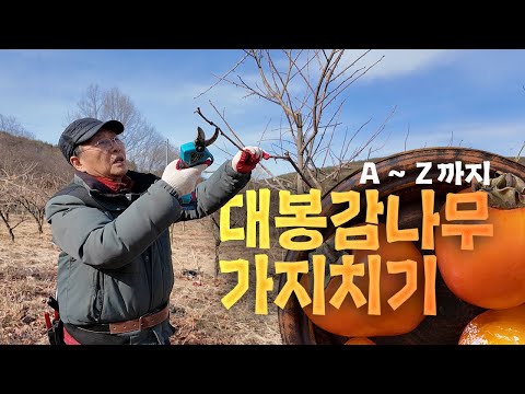 대봉감나무 가지치기의 모든 것!