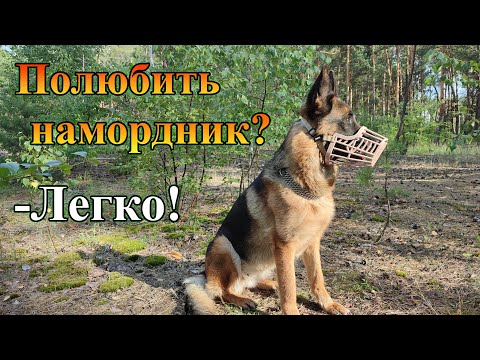 Как приучить собаку к наморднику | Собака полюбит намордник!