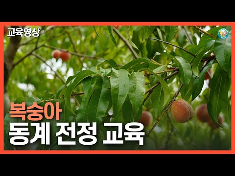 [교육] 복숭아 동계 전정 교육